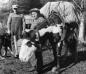 Ella Frye and Bill (Argyle) McAndrew with their horses