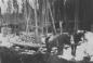 Horses hauling cut timber.