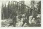 Men working in the bush harvesting trees.