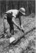 Delimbing a tree by hand.