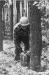 Using a chainsaw to cut down a tree.