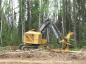 Cutting down a tree.