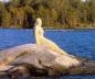 The mermaid of Rainy Lake oversees the Silver Island Narrows or Water Narrows near Copenhagen Island