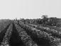 George Powell viewing Celery Crop