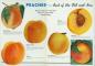 Peaches: Best of the Old and New
