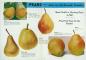 Pears: Here are the Favourite Varieties