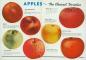 Apples: The Choicest Varieties