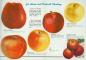 Apples: The Choicest Varieties