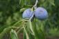 Dark Blue-Purple Plum Fruit