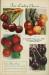 Four Leading Cherry Varieties