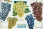 Grapes: All of the Very Best and Most Popular Varieties