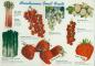 Miscellaneous Small Fruits