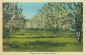 Blossom Time at Grimsby, Ontario Postcard