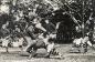 Game action from 1908 between U of T and McGill.