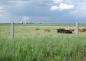 A modern dairy farm scene