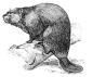 Beaver fur was highly prized in Europe, and was a major export of the Hudson's Bay Company