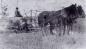 Cutting grain on Antoniuk's farm