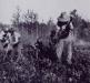 Clearing lands with a mattock at Winnipeg Beach.