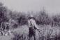 Cutting wheat with a cradle-scythe at Stuartburn, Manitoba.