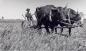 Harvesting, mowing with an ox team near Inwood.