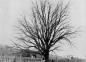 Winona's Oldest Tree (Coker's Lane)