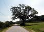 Old Oak Tree (Coker's Lane)