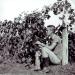 Jack DeGelder picking grapes on the Lee farm