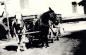 Plant Mules, Nellie (white) and Pete (black), 1940.