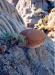 Sandstone ball exposed by years of erosion in the Massold Clay Canyons area. 
