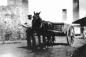 Photo of John Wostradowski and the mule 'Pete'.