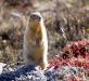 Siksik. Arctic Richardson's ground squirrel
