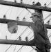 Danny Sirianni (lineman) observing hornets' nest on telegraph pole.