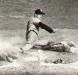 Member of the Stellarton Albions slides into home plate.