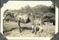 Horses were an important part of all farms, for transportation and in the fields.