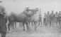 Wrestling on horseback at summer camp.