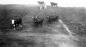 Steer owned by the Melanson family at their farm 'around the cove'