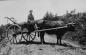 Earl Outhouse with his ox. Notice the plow on the back of the cart.