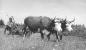George Morrell with his team of oxen, haying.