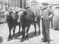 Gus Morehouse with his oxen.