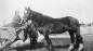 Melzena Small is shown with one of the work horses on her family farm.