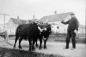 Another oxen type