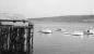 Tiverton Harbour and fishing boats c. 1960