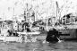 Herring Seiners at wharf