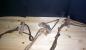 Swivels attached to the lobster traps.