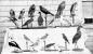 Samples of taxidermy done by Clair Whitenect from species captured on Long Island.