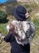 Stole made from a black tipped fox