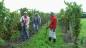 Migrant workers tending vines