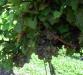 Pelee Island Winery vineyard