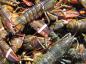 Banded Lobsters