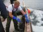 Preparing Cod Hooks To Set A Trawl